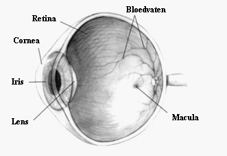 Close-up van een oog